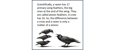 Scientifically, a raven has 17 primary wing feathers, the big ones at the end of the wing. They are called pinion feathers. A crow has 16. So, the difference between a crown and a raven is only a matter of a pinion.