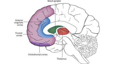 An illustration showing the parts of the human brain
